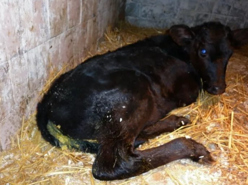 Лечение диареи коров: первая помощь в домашних условиях