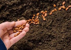 Как вырастить стручковую фасоль в открытом грунте - сорта, выращивание рассады, уход, сбор урожая