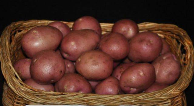 Фото распространенного сорта картофеля «рокко» и описание с отзывами потребителей