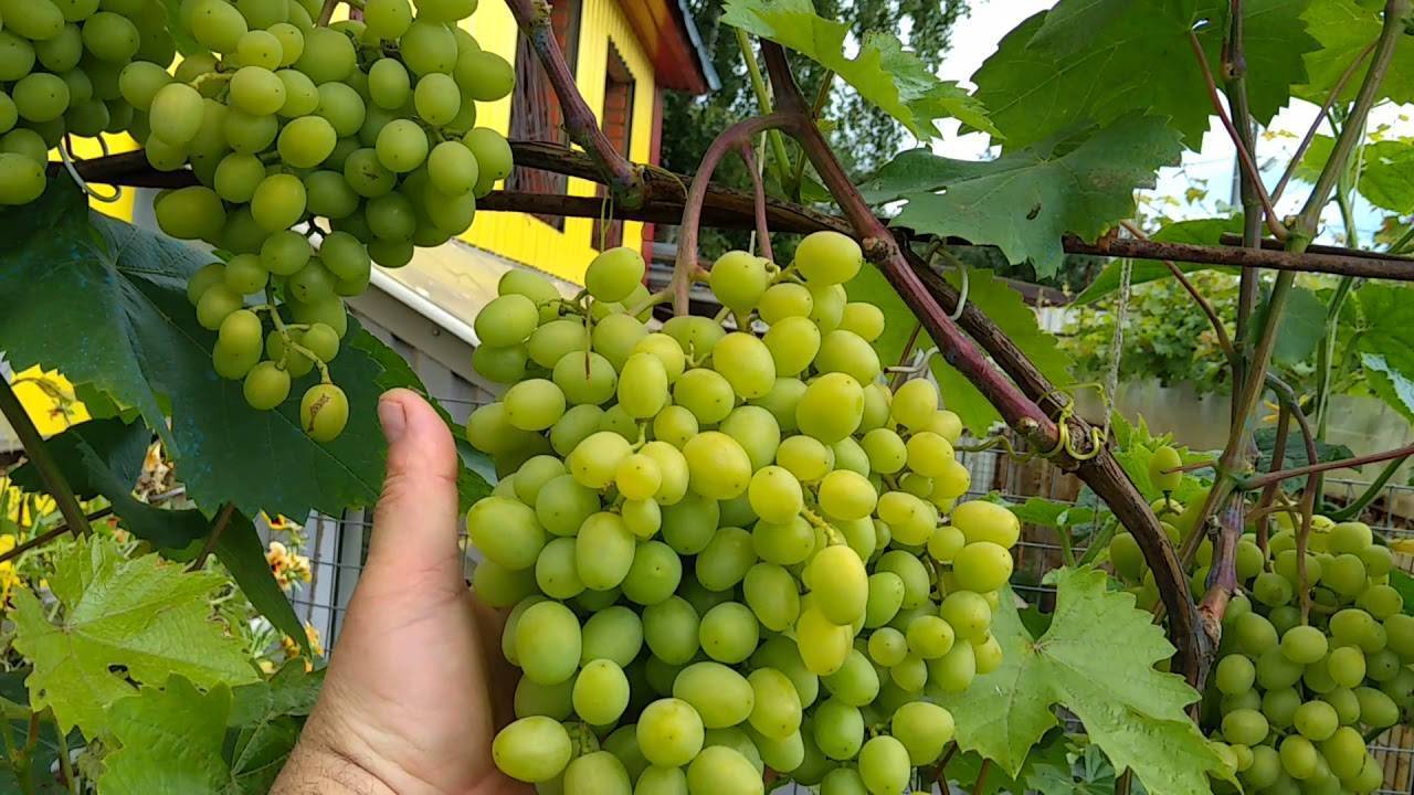 Сорт винограда триумф
