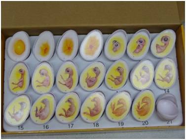 Как правильно закладывать куриные яйца в инкубатор
