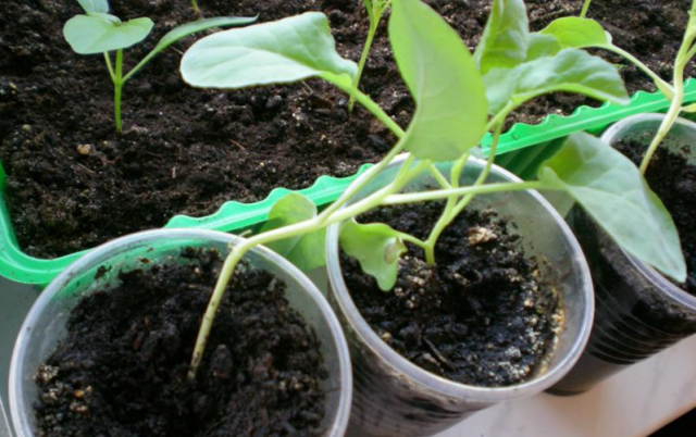 Почему желтеют листья у капусты: 3 причины и их устранение