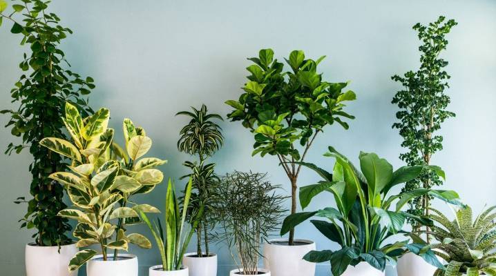 Тенелюбивые и неприхотливые комнатные растения: названия и фото