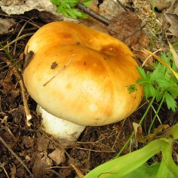 Характеристика грибов Сибири
