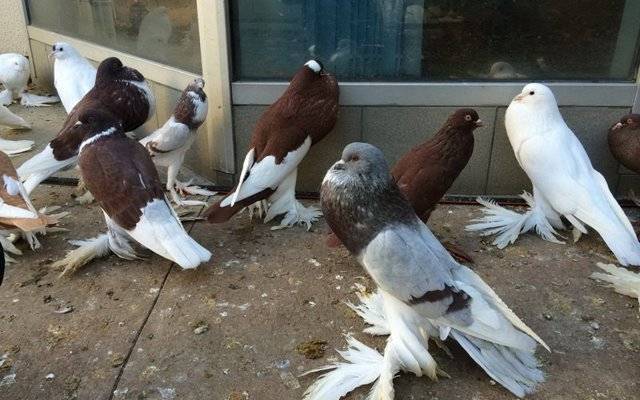 Выращивание голубей - как правильно разводить и ухаживать в домашних условиях (90 фото)