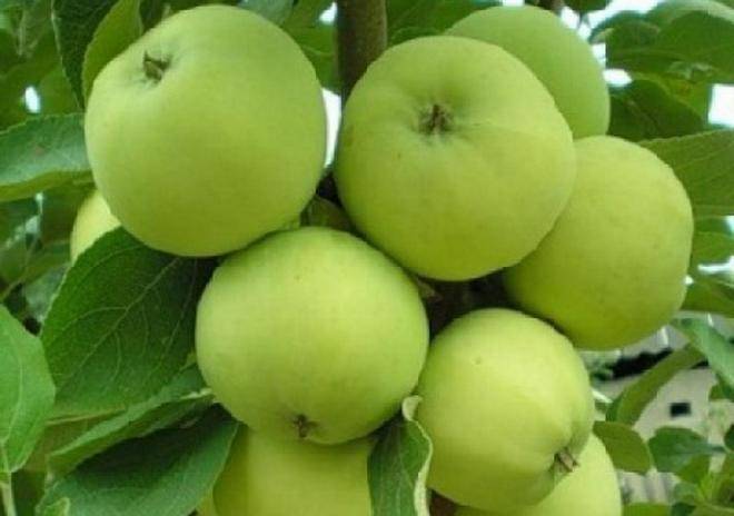 Подробное описание яблони «Папировка»: фото, отзывы