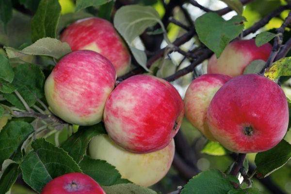 Сорт яблони заветное: описание, фото