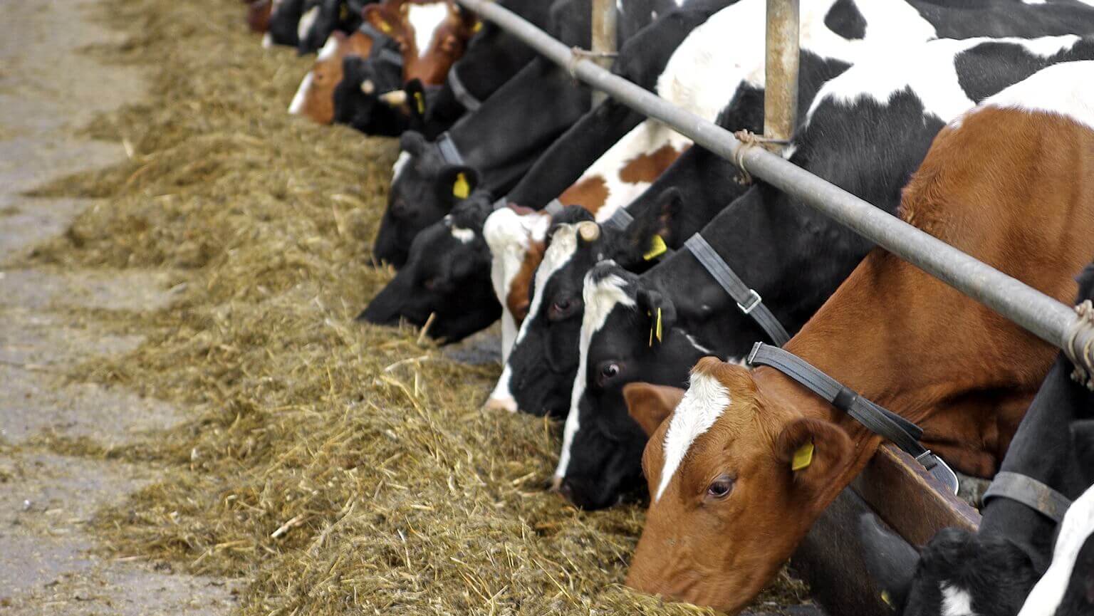 Основные правила раздоя коров, особенности составления рациона, причины снижения удоев