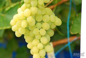 ✅ о винограде плевен: описание и характеристики сорта, посадка и уход - tehnomir32.ru