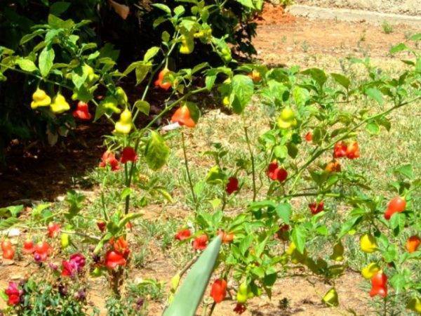 Красный перец пикантный колокольчик: описание, фото, характеристика, особенности выращивания сорта