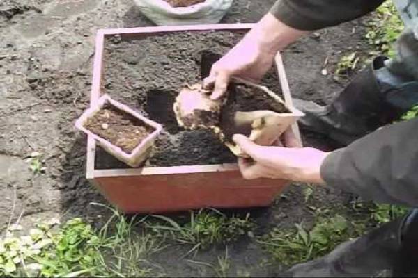 Выращивания имбиря в домашних условиях: посадка и уход