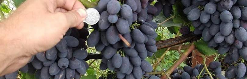 Сорт, способный расти в любых условиях — виноград «кодрянка»