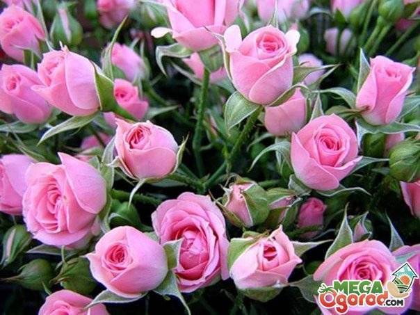 Голландские розы: посадка и уход, выращивание, размножение + фото
