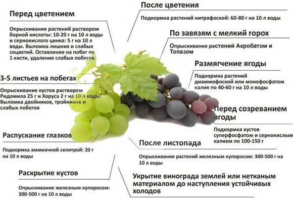 Обработка винограда от болезней и вредителей, когда и чем обрабатывать