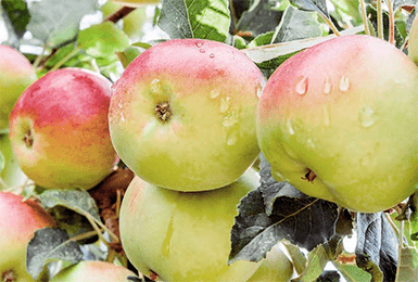 Яблоня чудное: фото и описание сорта, отзывы садоводов