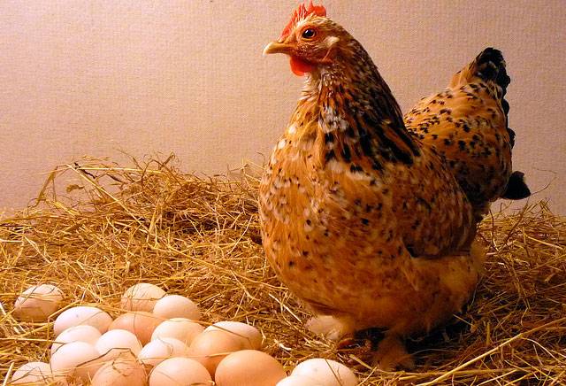 Нужен ли петух для того чтобы курица несла яйца: описание, фото и видео