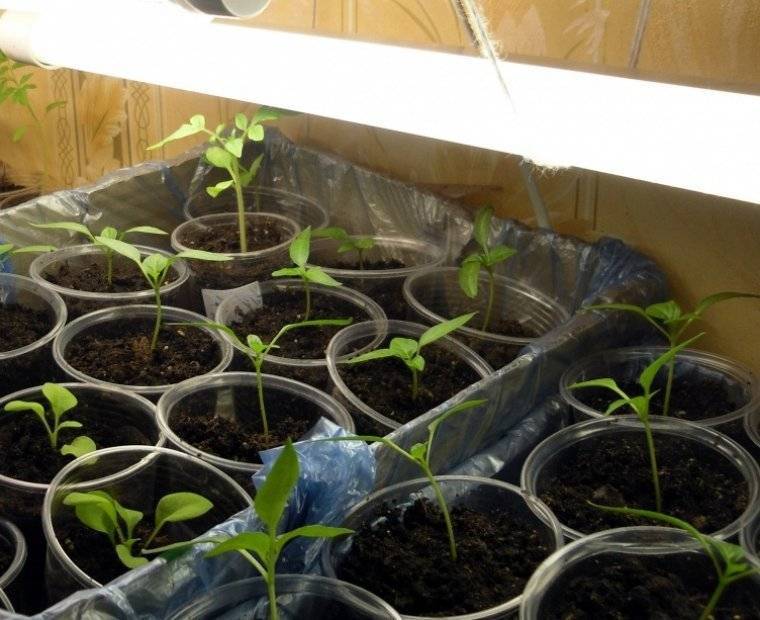Выращивание рассады капусты в домашних условиях пошагово с фото видео