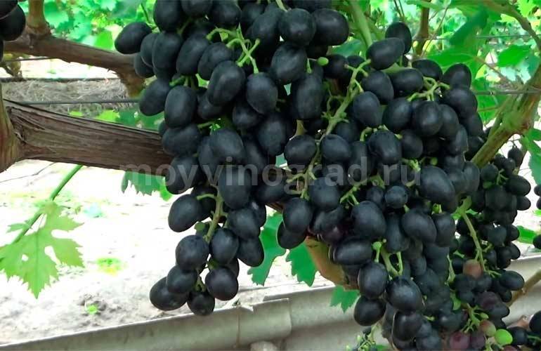 Виноград аттика - мир винограда - сайт для виноградарей и виноделов