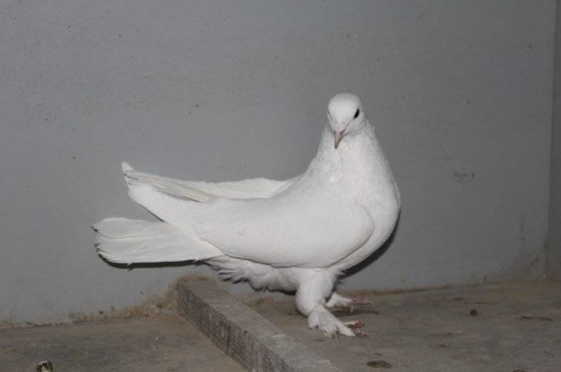 Пакистанские высоколетные голуби фото описание породы