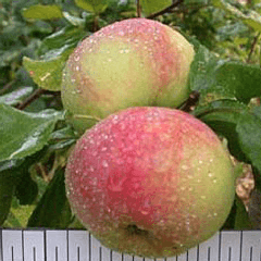 Осенние сорта яблонь для подмосковья: лучшие поздние яблони