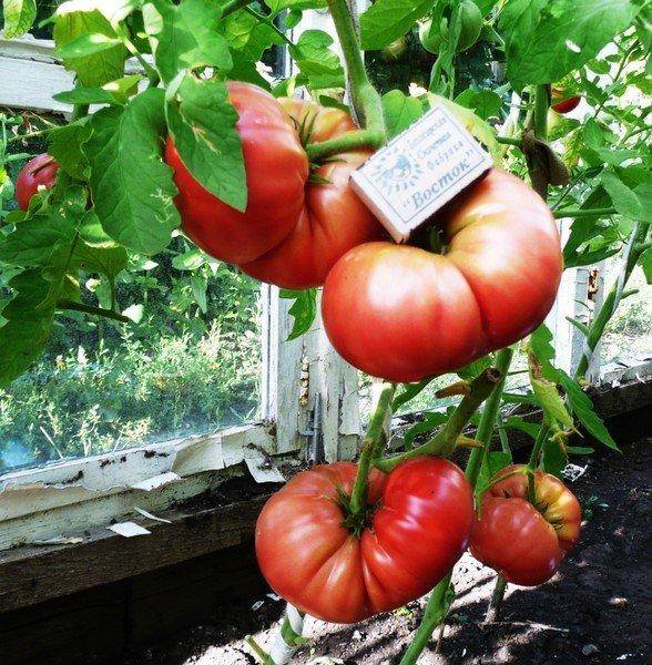 Сорта томатов, самые популярные