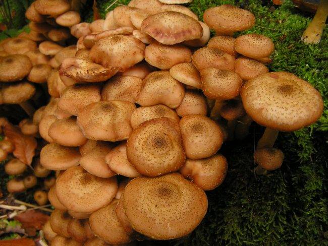 Ложноопенок серно-жёлтый (hypholoma fasciculare): фото, описание и отличие от других грибов