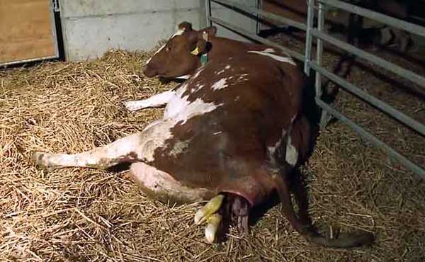 Послеродовой парез у коров – лечение и признаки 2021