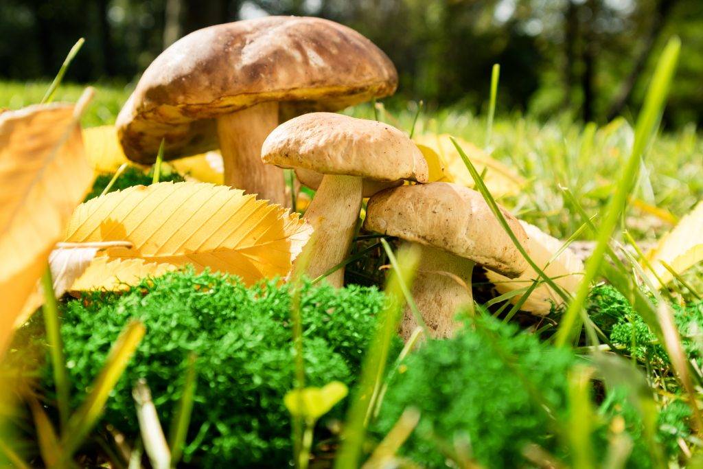 Съедобные грибы – фото, название и описание для детей и взрослых