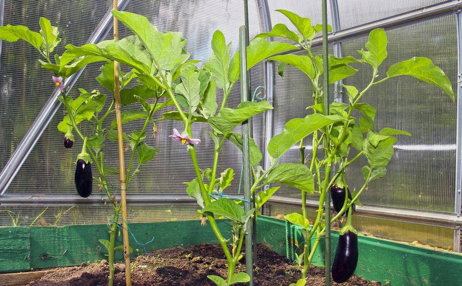 Как выращивать баклажаны в теплице