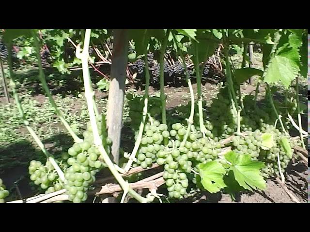 Виноград солярис: описание сорта, фото, отзывы
