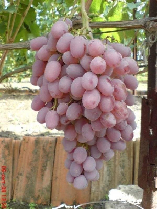 Описание сорта винограда оригинал розовый: фото и отзывы | vinograd-loza