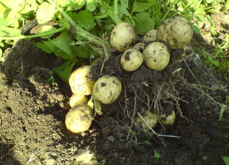 Сорт картофеля гала: описание, особенности, отзывы, фото