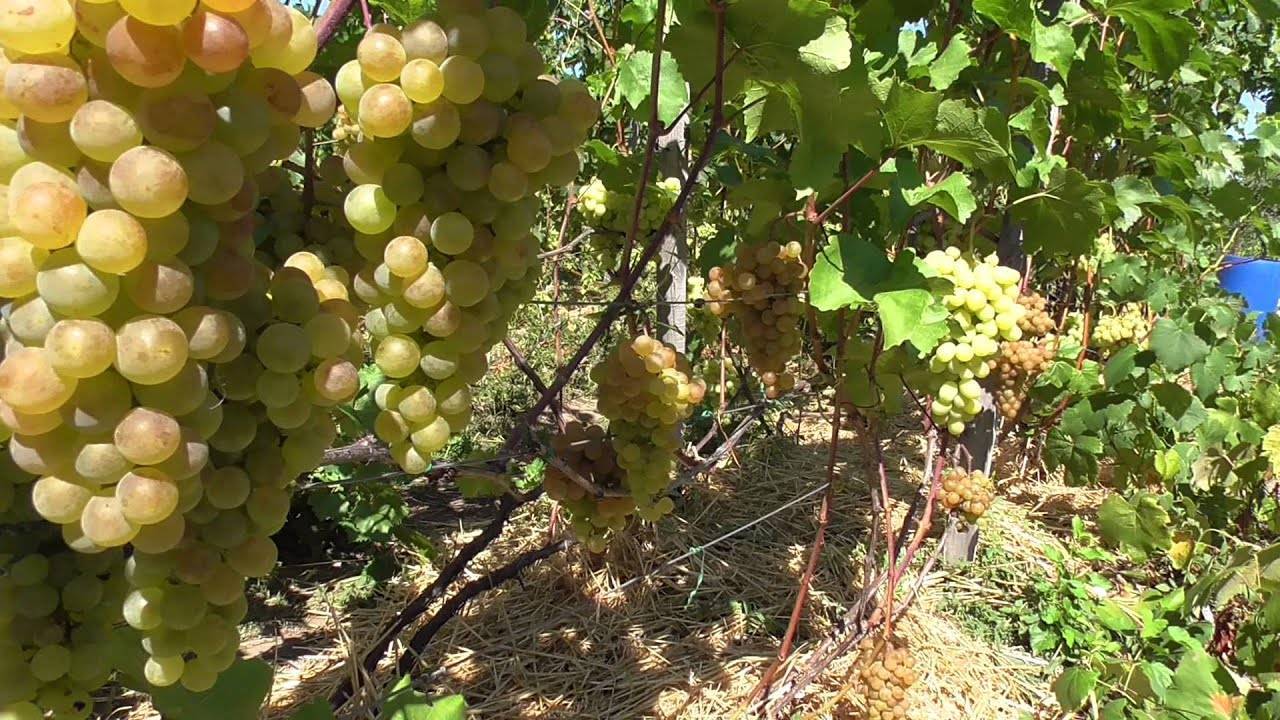 Описание сорта винограда Бианка