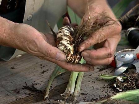 Как хранить гладиолусы зимой в домашних условиях: от а до я – выкопка, обработка, подготовка луковиц к хранению– 4 сезона огородника