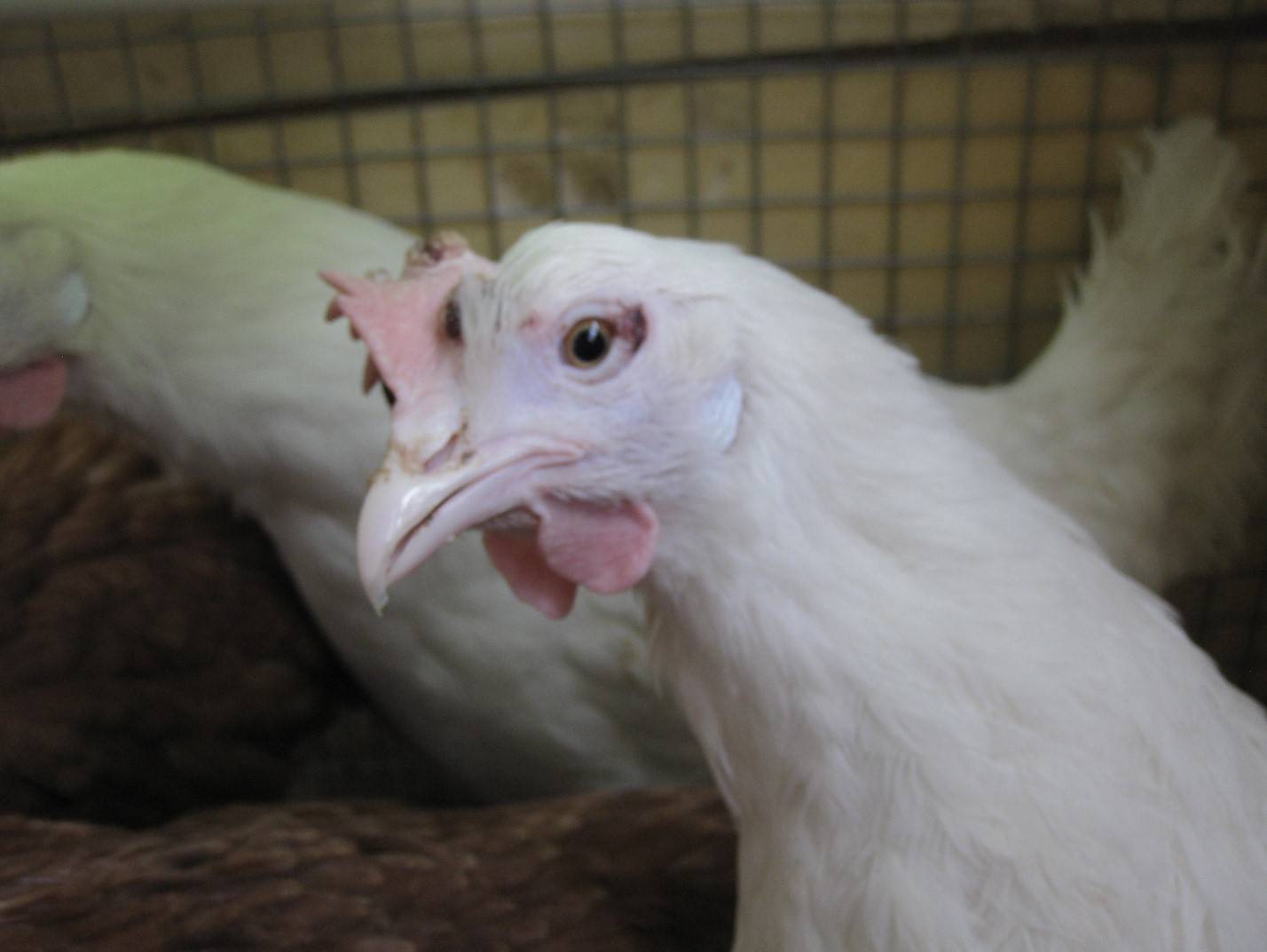 Лысая курица - почему лысеют несушки и что делать, чем лечить в домашних условиях, облезли на спине и не оперяются