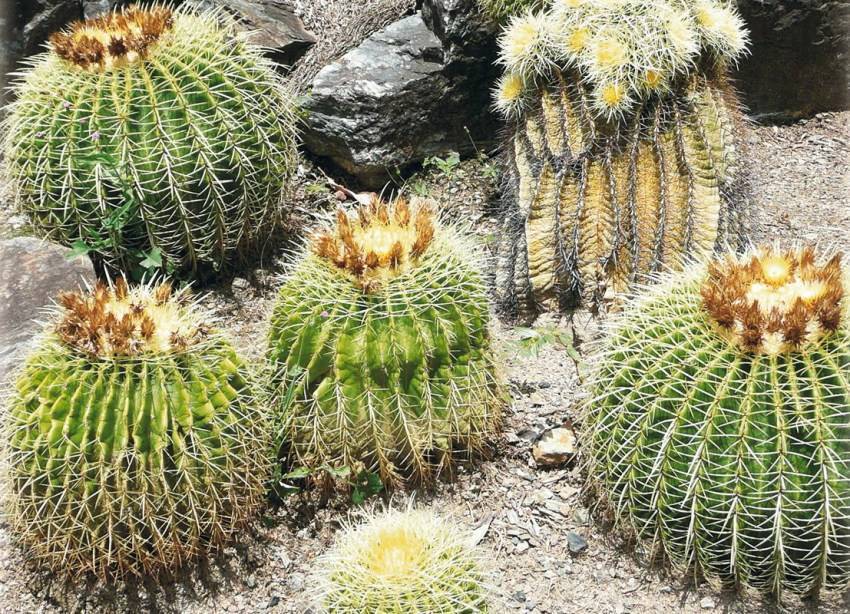 Разновидности кактусов: фото и названия домашних видов