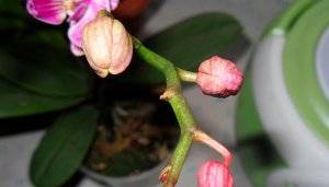 Почему засохли бутоны у орхидеи? 8 фото что делать, если нераспустившиеся цветки желтеют, засыхают и опадают?