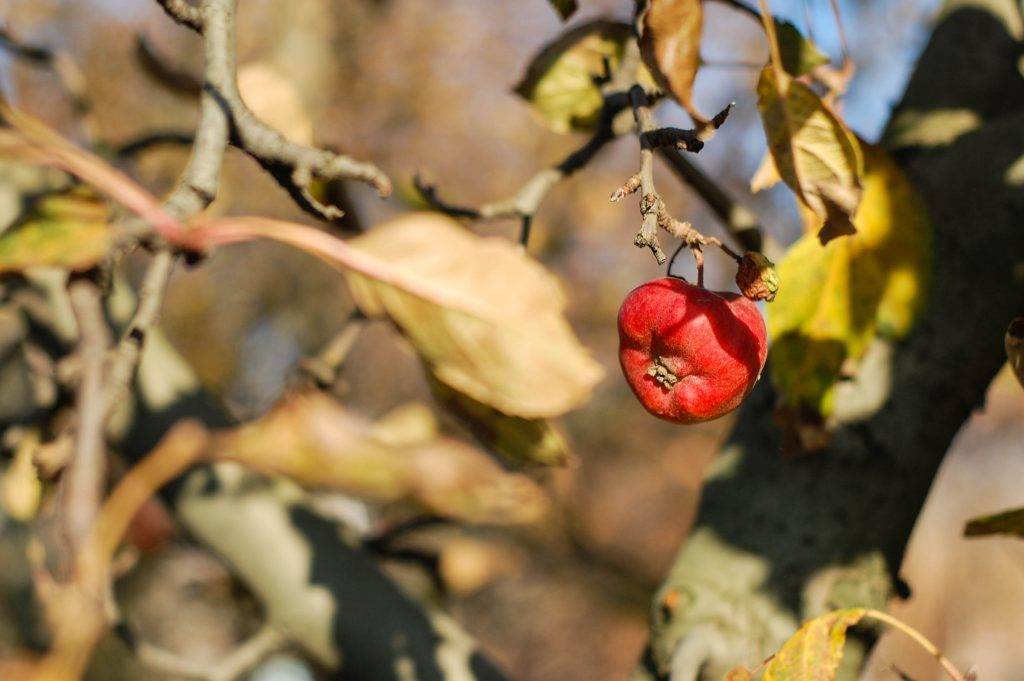 Почему сохнет яблоня летом: причины и лечение