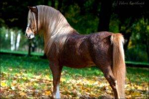 Кони пони: происхождения, уход за лошадьми, их размножение и продолжительность жизни