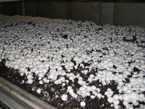 Как выращивать грибы в домашних условиях: 14 шагов