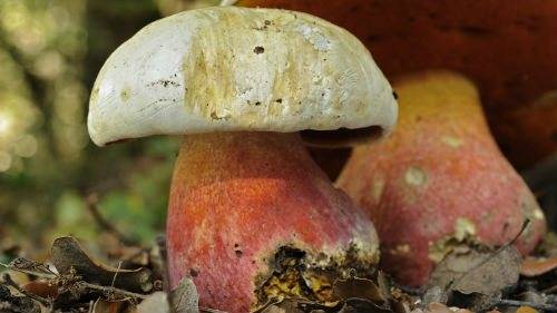 Вредны ли грибные черви для человека? грибникам на заметку: можно ли есть червивые грибы? как убрать червяков из белых грибов