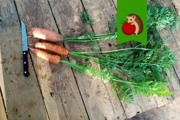 Как обрезать морковь для хранения на зиму в погребе и других местах, нужно ли и как правильно срезать ботву?