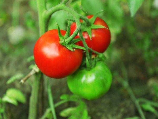 Веселый и вкусный томатный гибрид — сорт помидор «жонглер»