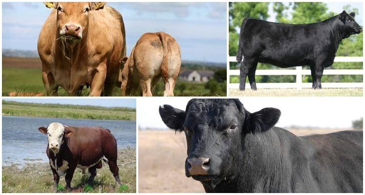 Молочные породы коров (56 фото): самые высокоудойные коровы молочного направления в россии и в мире. как выбрать лучшую породу крупного рогатого скота?