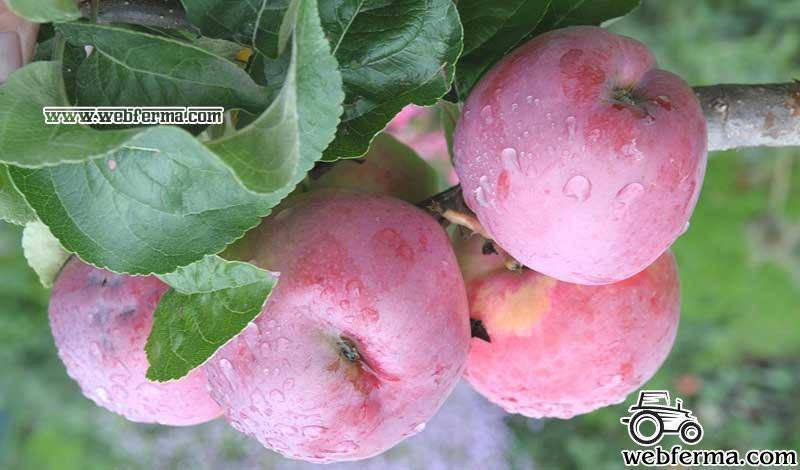 Яблоня подарок графскому — особенности выращивания