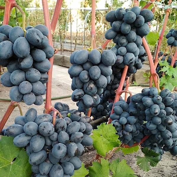 Виноград подарок запорожью: описание сорта