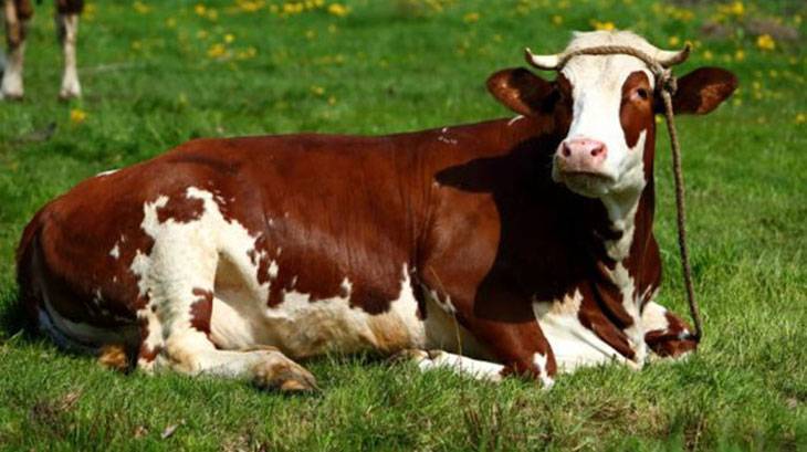 Красная степная порода коров: характеристика, фото, особенности разведения