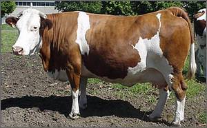 Холмогорская порода домашних коров