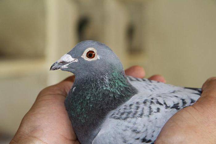 Как тренируют бакинских голубей?