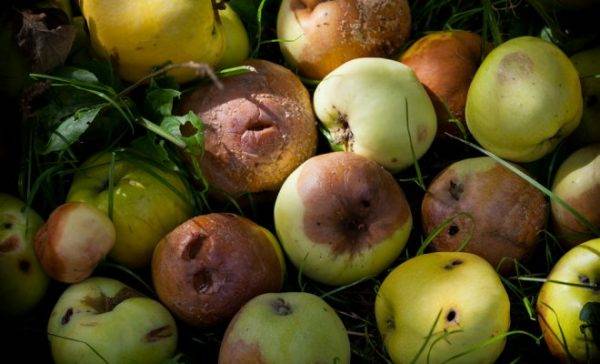 Почему осыпаются завязи и плоды на яблоне, сливе, вишне и других деревьях | фазенда рф